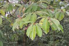 Saurauia napaulensis